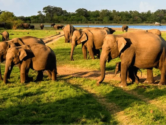 maduru-oya-national-park