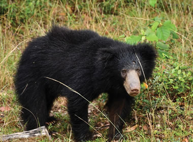safari-wasgamuwa-national-park1
